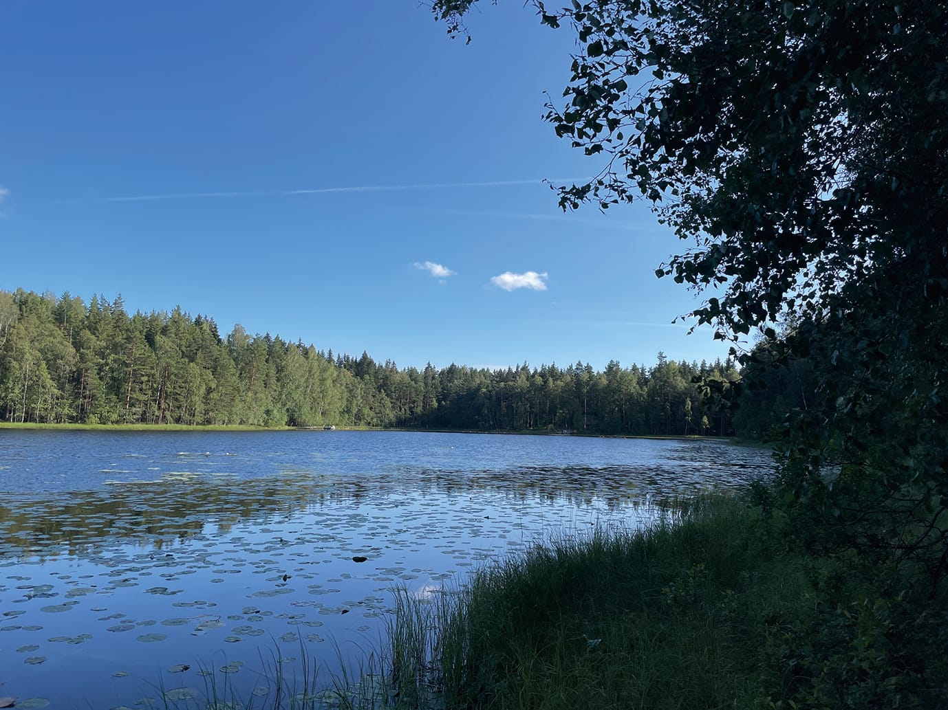 フィンランドの代名詞、針葉樹の森と湖